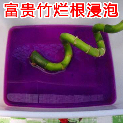 高锰溶液青枯立枯病高猛酸消毒液发财树多肉种植烂根土壤刹菌根腐 - 图1