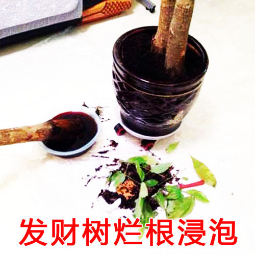 高锰溶液青枯立枯病高猛酸消毒液发财树多肉种植烂根土壤刹菌根腐 - 图0