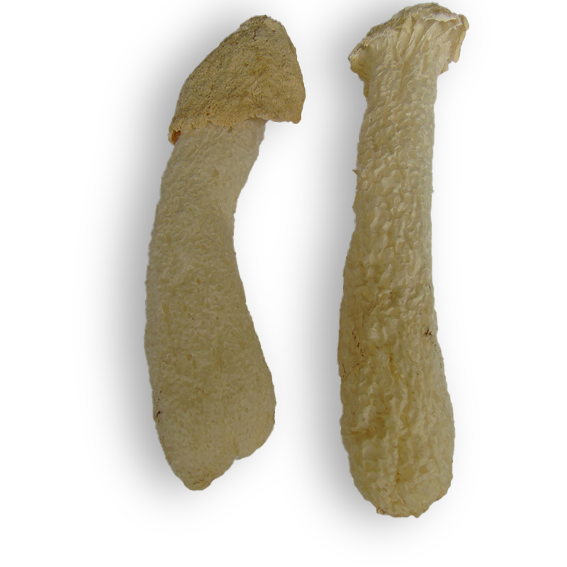 竹荪新货农家无裙竹孙菇江西井冈山特产无硫竹菇蕾竹笙250克包邮 - 图3