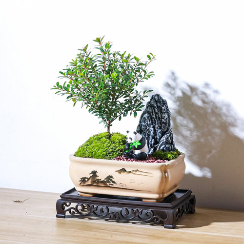 小叶赤楠喜阳喜水盆栽盆景微型迷你植物茶几窗台阳台四季常青绿植 - 图2
