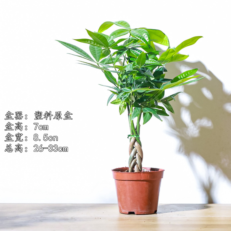 花卉绿植素材原盆原土水陆缸盆景微景观盆栽易养活植物十五天包活 - 图0