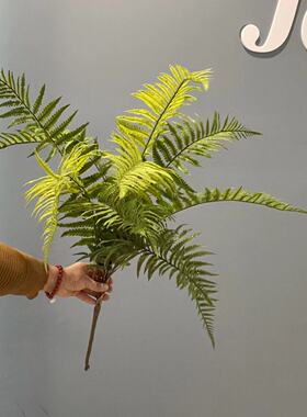 仿真绿植蕨类含羞草植物背景墙橱窗婚庆装饰盆栽手感波斯草大蕨叶