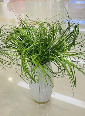 仿真小草菖蒲草芦苇草洋葱草狗尾草单支酒店园林景观软装落地地面