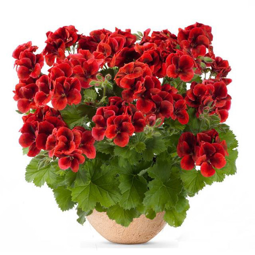 蝴蝶梅小苗不同品种不同花色包对版 - 图2