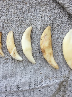 简约真黑狗牙other/其他狗牙齿