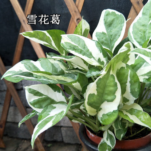 大叶银斑葛雪花葛绿植 银缎蔓绿绒 稀有绿萝品种小叶银斑葛星点藤 - 图3