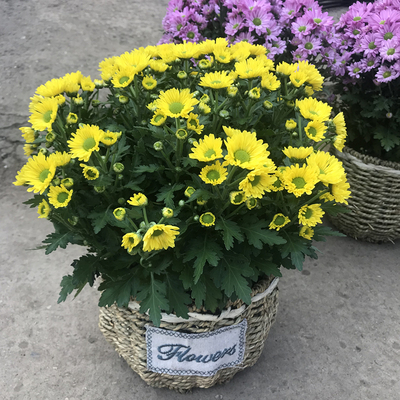 荷兰菊盆栽带花苞发货庭院花卉绿植千头菊花四季开花不断包成活-图0