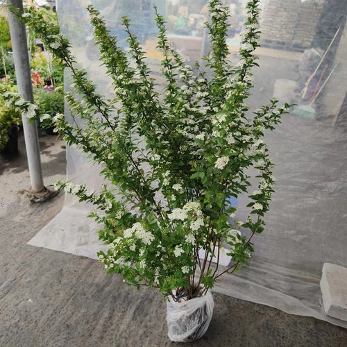 花叶锦带盆栽红王子锦带花苗花园阳台多年生灌木植物观花观叶包邮 - 图3