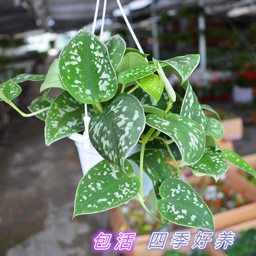 大叶银斑葛雪花葛绿植 银缎蔓绿绒 稀有绿萝品种小叶银斑葛星点藤 - 图0