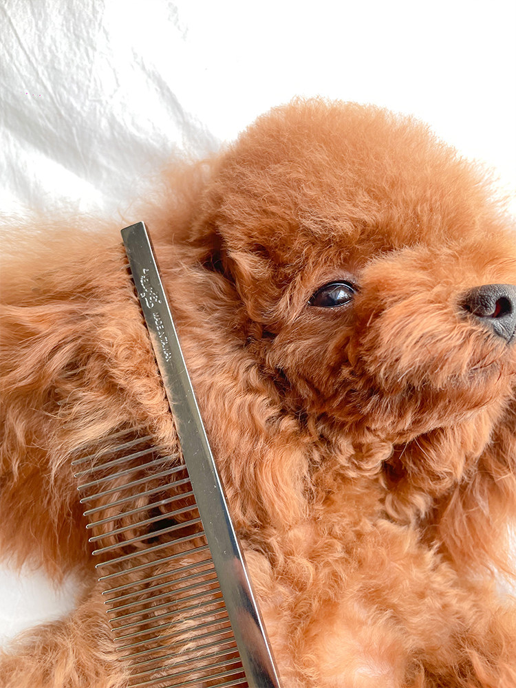 台湾船记宠物排梳狗梳子猫梳开结去毛美容顺毛拉毛泰迪比熊长毛梳,淘宝优惠券,粉丝福利购,淘宝优惠卷
