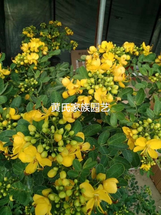 黄金梅黄槐花美观决明子棒棒糖蛇灭门花卉耐寒耐热木本植物包邮 - 图2