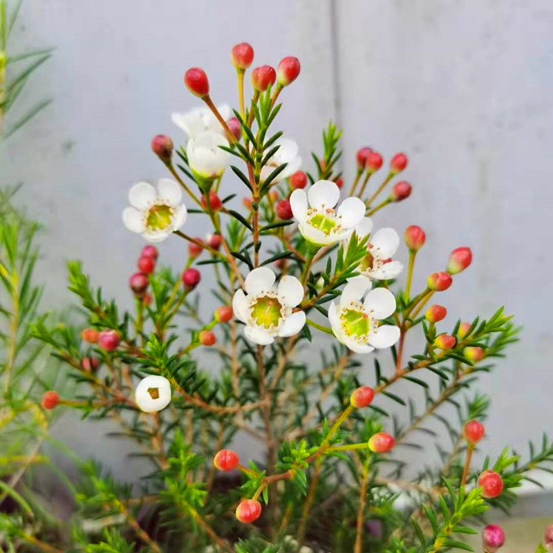 松红梅 澳洲腊梅 盆栽澳梅阳台庭院多年生风蜡花金彩梅花寒梅腊梅 - 图0