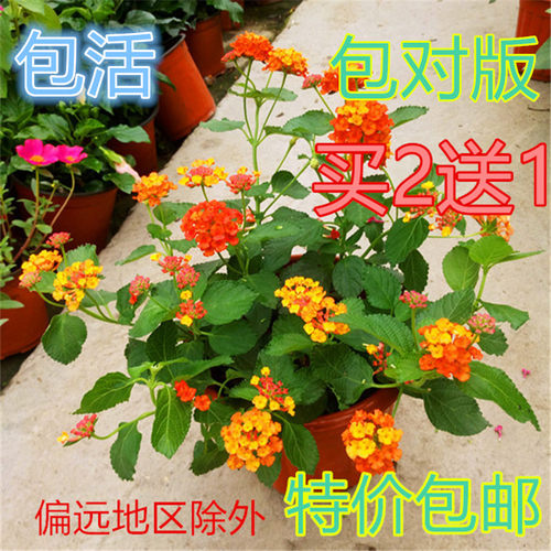 蔓藤马缨丹五色梅盆栽苗耐干耐热耐高温暴晒花园阳台花期长花量大 - 图0