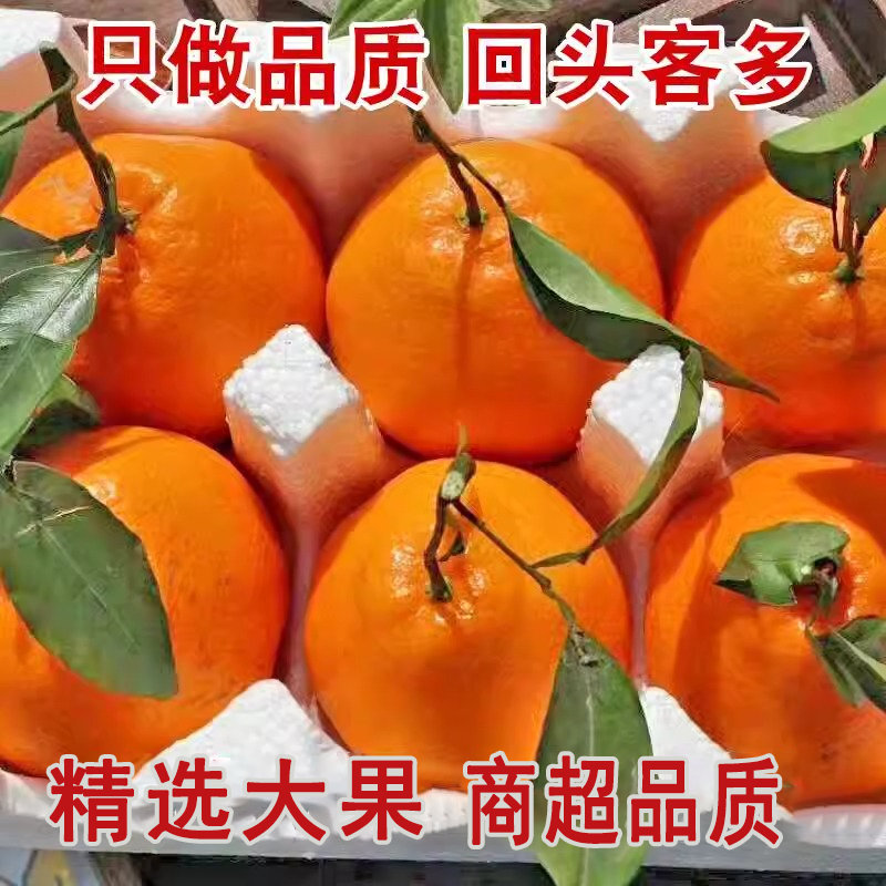 正宗四川春见耙耙柑很甜粑粑柑9斤橘子甜当季整箱新鲜水果丑柑桔,淘宝优惠券,粉丝福利购,淘宝优惠卷
