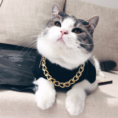 宠物猫眼镜猫咪墨镜复古酷猫搞怪拍照道具猫咪带的个性饰品小狗狗 - 图1