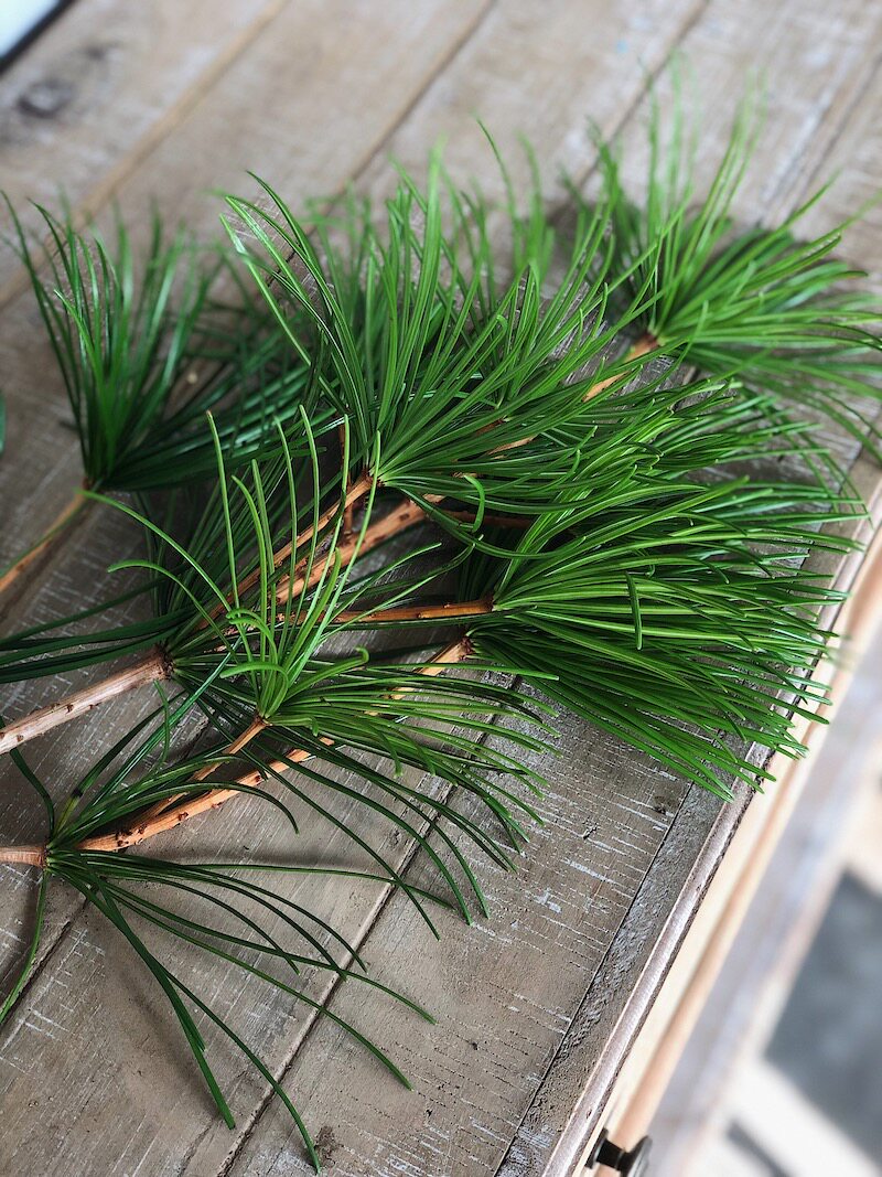 现货鲜切枝水培日本进口罗汉松金松迷你桌面观叶绿植顺丰包邮_虎窝淘