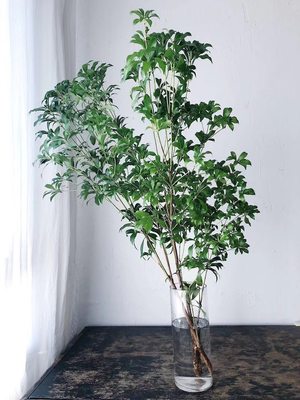 日本进口马醉木ins网红室内水培北欧森系鲜切枝包邮观叶绿植客厅 虎窝淘