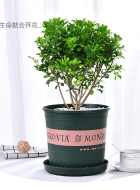 兰花浓香型花苗十足芳香四溢花苞