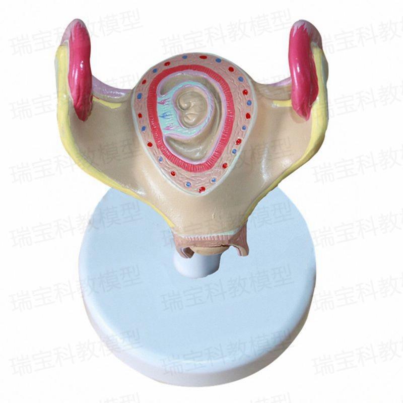 妊娠过程模型胚胎发育足月腹腔产科教学女性生殖子宫助产示教妇幼 - 图2