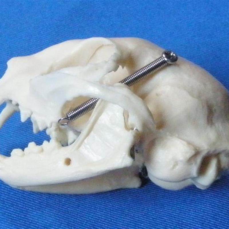 兔子骨骼模型仿真头骨标本u可活动猫牙齿犬牙齿兽医宠物医生用动,淘宝优惠券,粉丝福利购,淘宝优惠卷