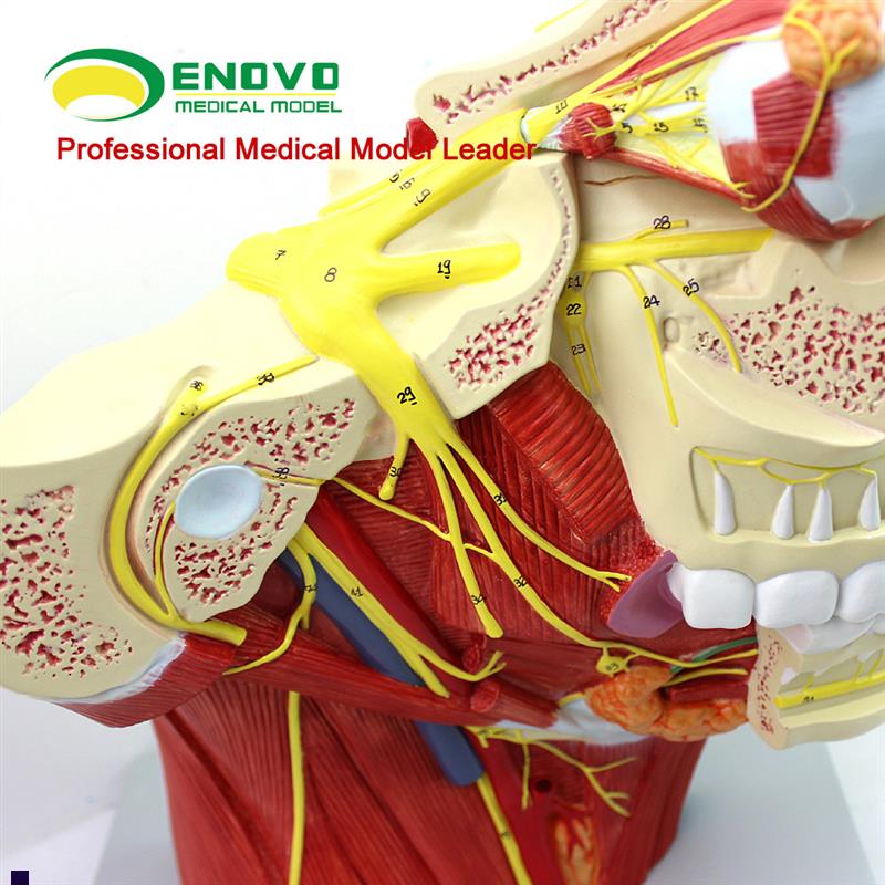 ENOVO颐诺十二对颅神r经系统解剖模型12对脑神经模型神经内科外科 - 图2