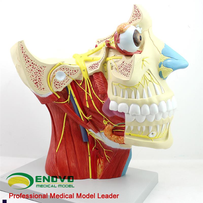 ENOVO颐诺十二对颅神r经系统解剖模型12对脑神经模型神经内科外科 - 图0