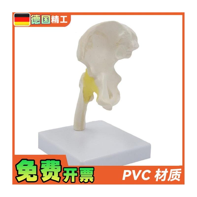 德国】小型髋f关节模型康复教学教具韧带骨盆股骨医药促销礼品 - 图3