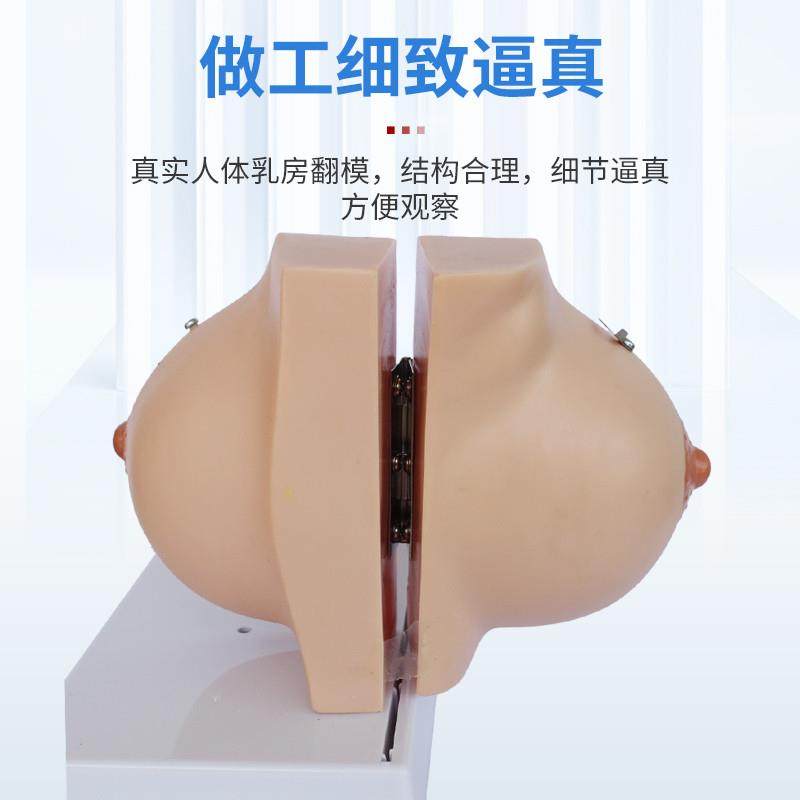 乳房模型胸c部解剖乳房结构造乳腺病变模型哺乳期催乳师教具通用,淘宝优惠券,粉丝福利购,淘宝优惠卷