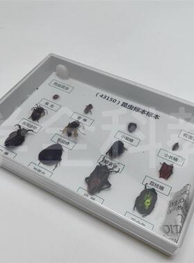 真昆虫标本蜻蜓螳螂科普实验幼儿园E教学教具送朋友小礼物创意摆