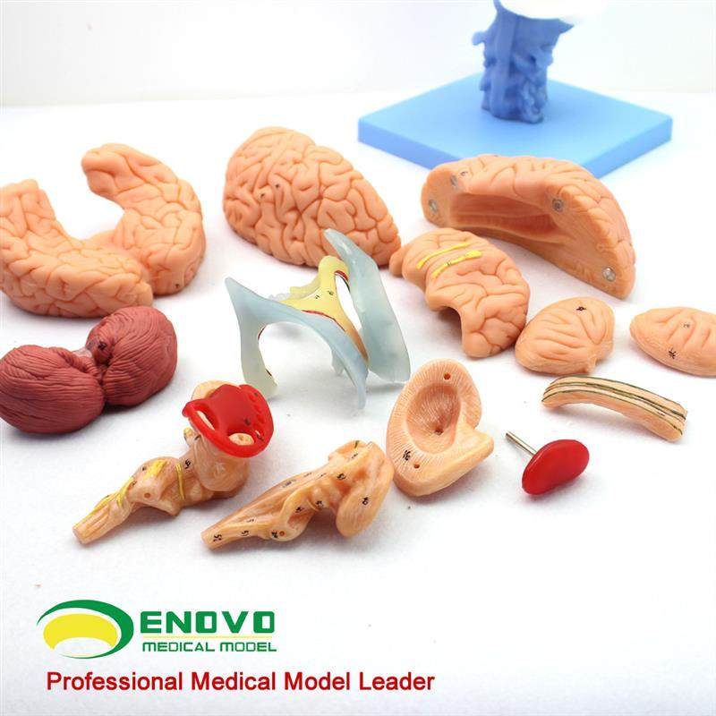 ENOVO医学人体大脑解剖模型脑干脑室间脑小脑模型V神经科系统模型,淘宝优惠券,粉丝福利购,淘宝优惠卷