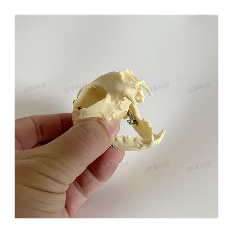 康泰动物骨骼猫头骨模型口腔牙齿高仿真猫科宠物兽医药Y教学实验 - 图3