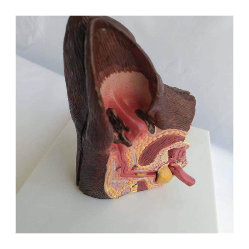 狗耳朵健康病态解剖模型动物犬C科模型宠物兽医教学教具热卖,淘宝优惠券,粉丝福利购,淘宝优惠卷