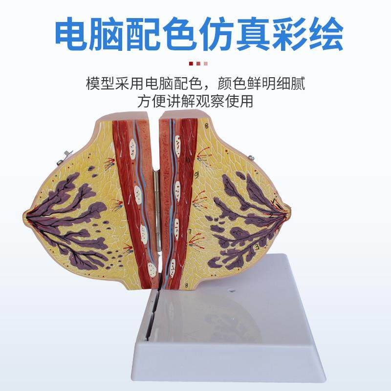 乳房模型胸c部解剖乳房结构造乳腺病变模型哺乳期催乳师教具通用,淘宝优惠券,粉丝福利购,淘宝优惠卷