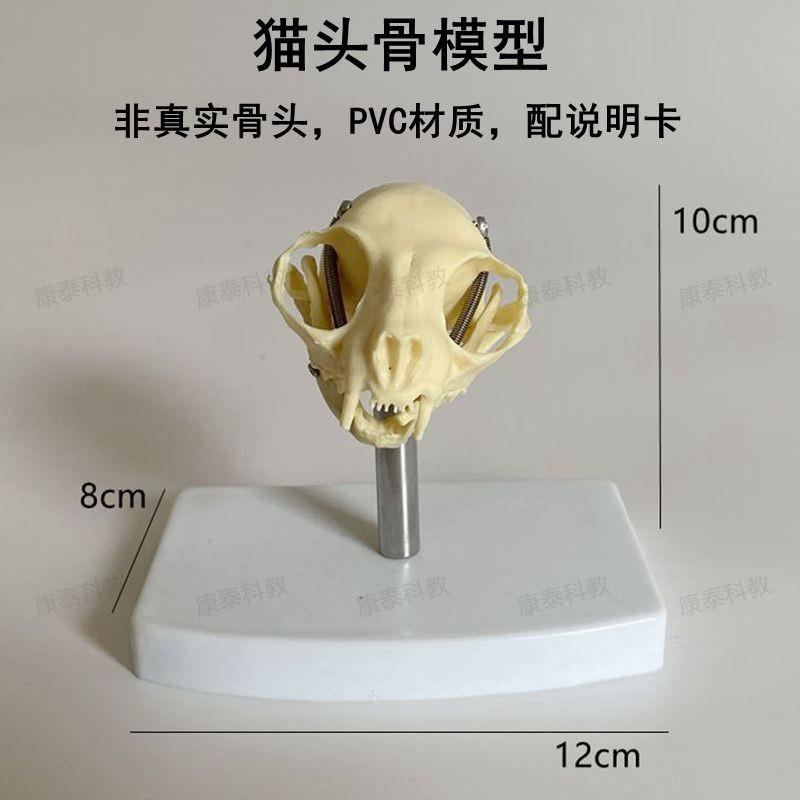 康泰动物骨骼猫头骨模型口腔牙齿高仿真猫科宠物兽医药Y教学实验 - 图0