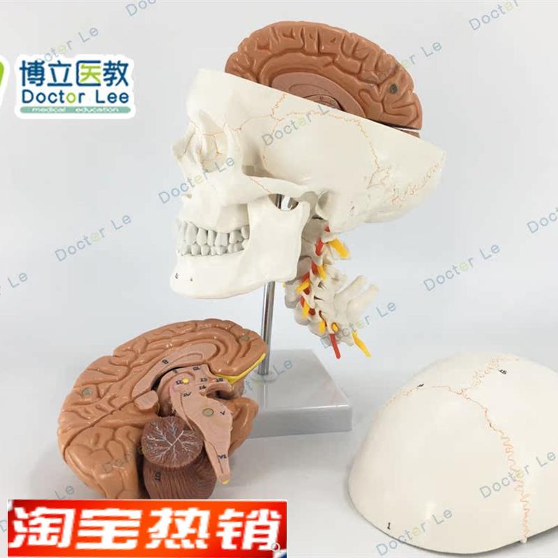 正品人体头颅骨大脑模型头骨模E型1:1颅脑颈椎神经科教学 - 图2