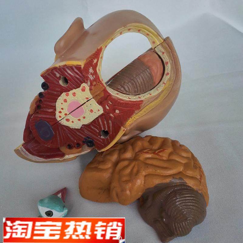 中型头颅解剖模型脑解剖模型医用教学U人体标本模型,淘宝优惠券,粉丝福利购,淘宝优惠卷