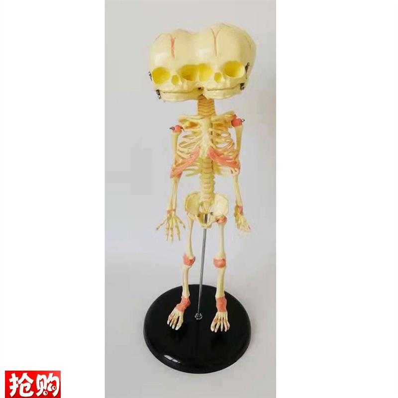 婴儿骷髅模型f28CM骨骼骨架人骨素描人体教学医用幼儿骨骼厂家直 - 图1
