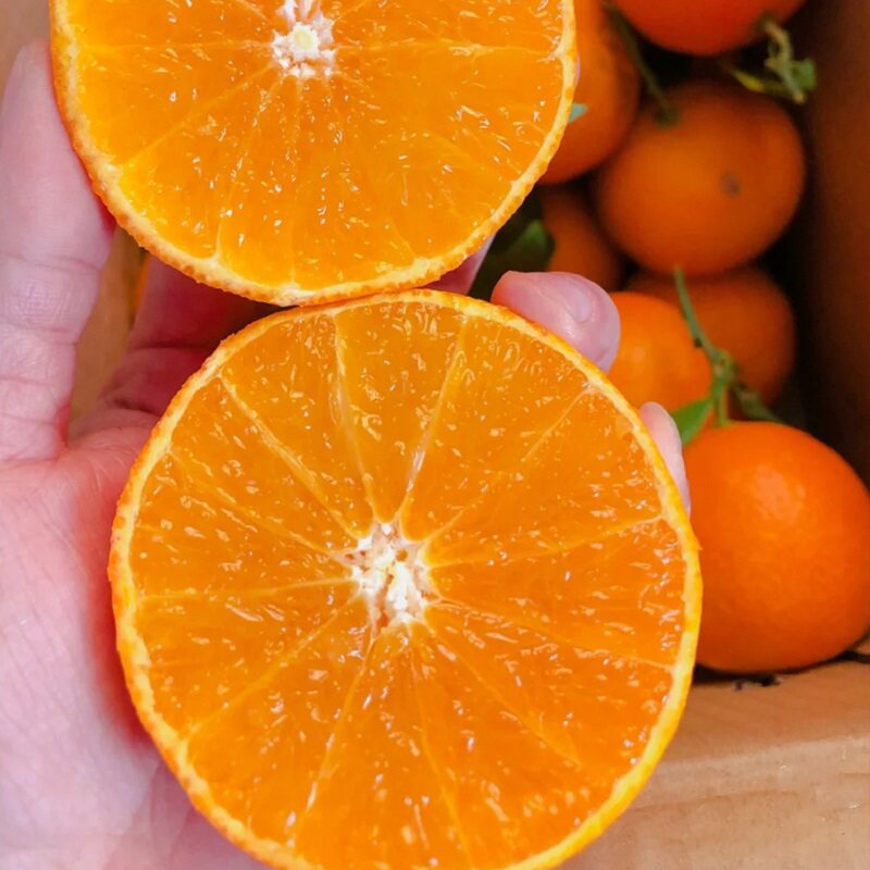 四川正宗青见果冻橙香甜多汁新鲜水果应季水果包邮