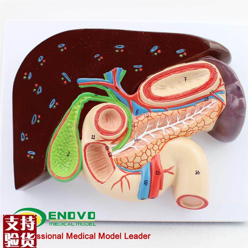 ENOVO颐诺人体肝胆胰十v二指肠胃结构模型肝胆脾胰解剖切面模型消,淘宝优惠券,粉丝福利购,淘宝优惠卷