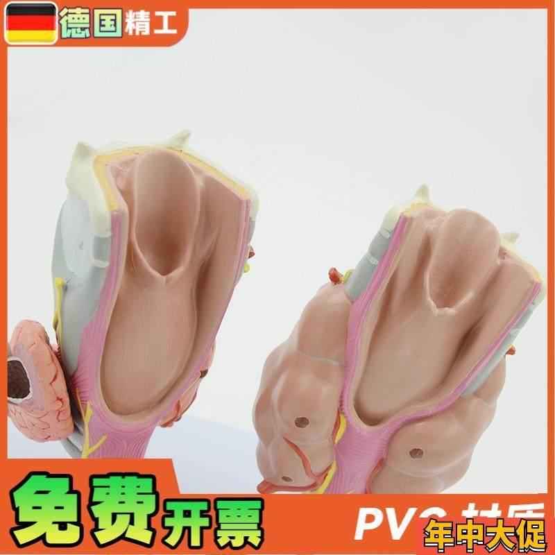 德国】甲状腺病理模型喉头解剖模型 教学用解剖V甲状腺病理模具 - 图0