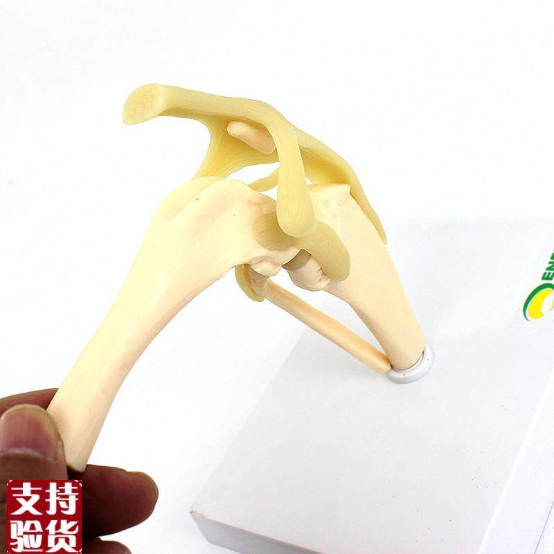 颐诺ENOVO狗犬膝关节模型犬关节韧带骨头动物R骨骼标本骨质疏松宠,淘宝优惠券,粉丝福利购,淘宝优惠卷