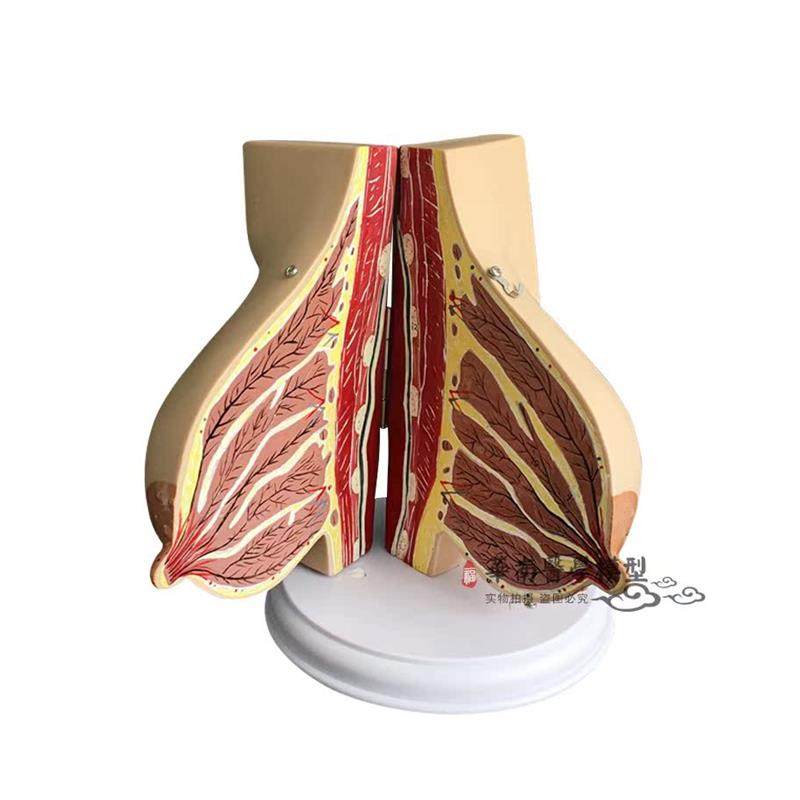 催乳师乳房结f构解剖模型环保PVC假乳房教学模型月嫂培训教具,淘宝优惠券,粉丝福利购,淘宝优惠卷