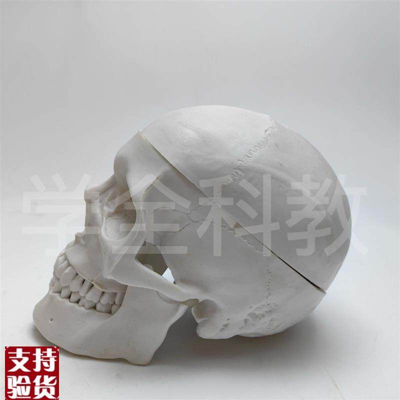 人体头骨仿真模型骷髅可拆卸头颅医学教学用具颅U骨美术医用摆件,淘宝优惠券,粉丝福利购,淘宝优惠卷