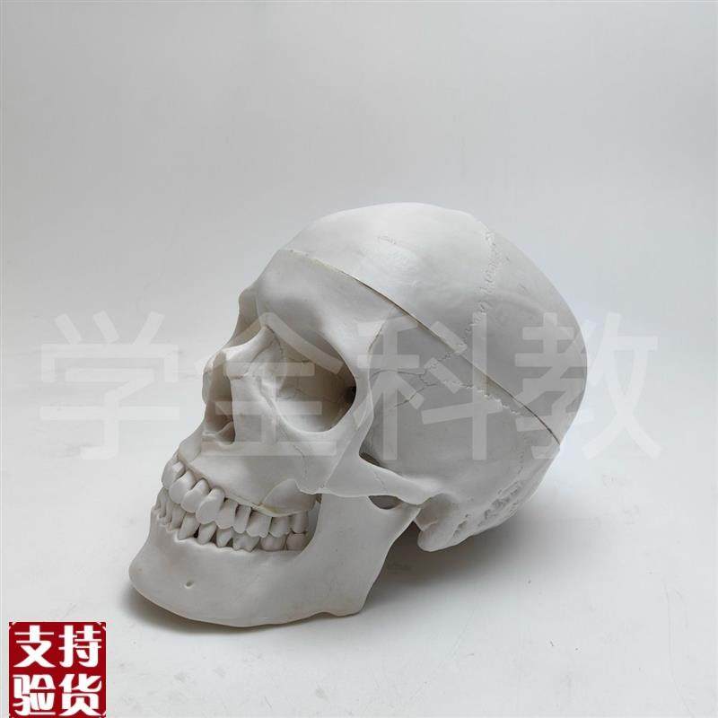 人体头骨仿真模型骷髅可拆卸头颅医学教学用具颅U骨美术医用摆件,淘宝优惠券,粉丝福利购,淘宝优惠卷