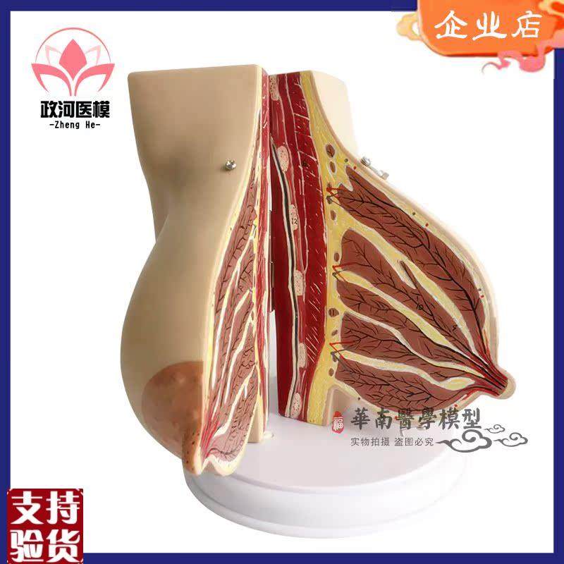 催乳师乳房结f构解剖模型环保PVC假乳房教学模型月嫂培训教具,淘宝优惠券,粉丝福利购,淘宝优惠卷