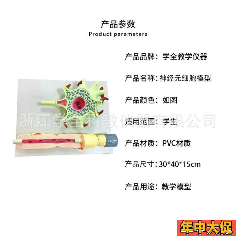 教学学生b模型生物模型初高中实验器材中学生物教学教学解剖模型 - 图1