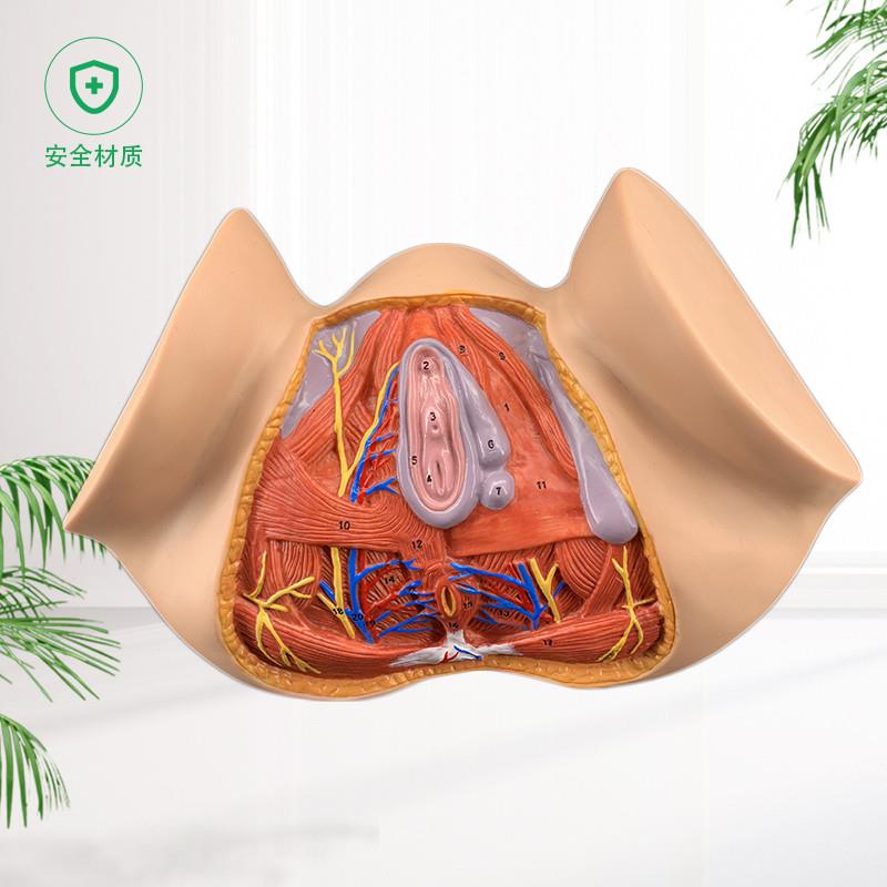 女性会阴模型会阴l解剖模型妇科解剖模型女性生殖器官解剖模型 - 图2