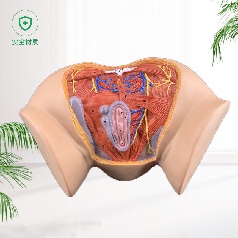 女性会阴模型会阴l解剖模型妇科解剖模型女性生殖器官解剖模型 - 图1