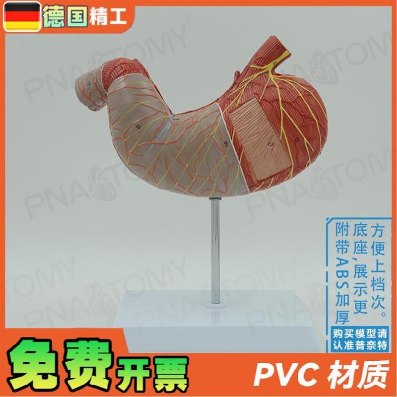 德国】人体内脏肠k胃解剖模型消化系统胃肠道胃黏膜食管教学消化 - 图1