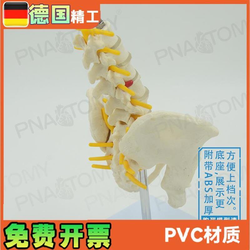 小型5节腰椎带骨盆脊神经骨骼A模型教学妇产科骨科疼痛科标本 - 图0